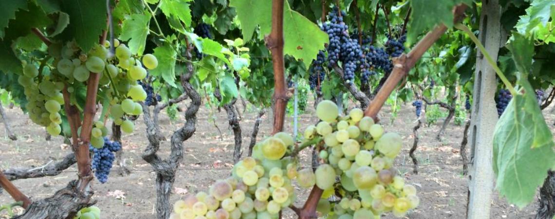 Wine tasting Plus - Oro Detna